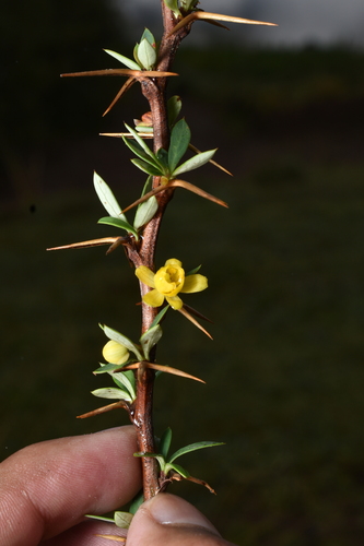 Berberis rariflora — photo