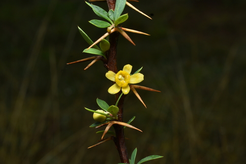 Berberis rariflora