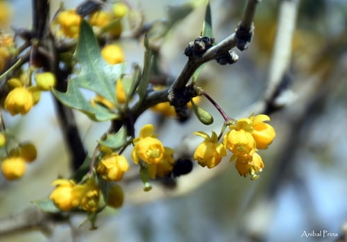 Berberis ruscifolia (Calapate) — photo