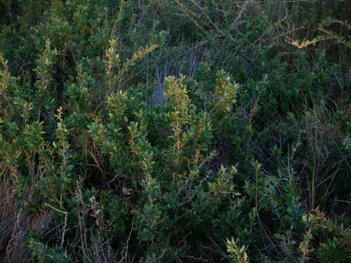 Berberis ruscifolia (Calapate) — photo