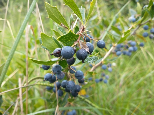 Berberis ruscifolia