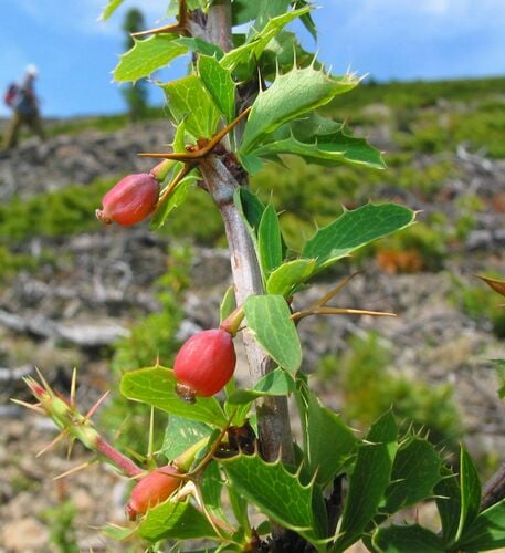 Berberis sibirica (Siberian barberry) — photo