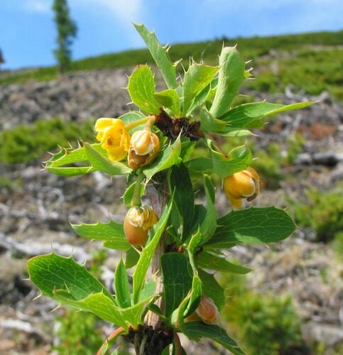 Berberis sibirica (Siberian barberry) — photo