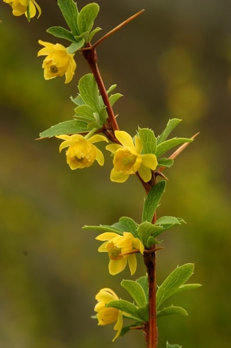 Berberis sibirica