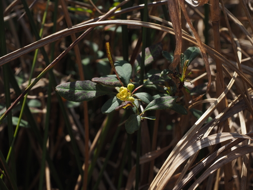 Berberis sieboldii — photo