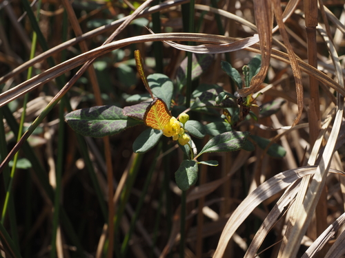 Berberis sieboldii