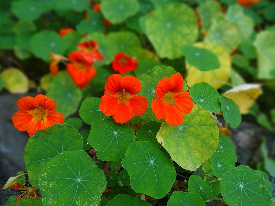 Berberis sikkimensis