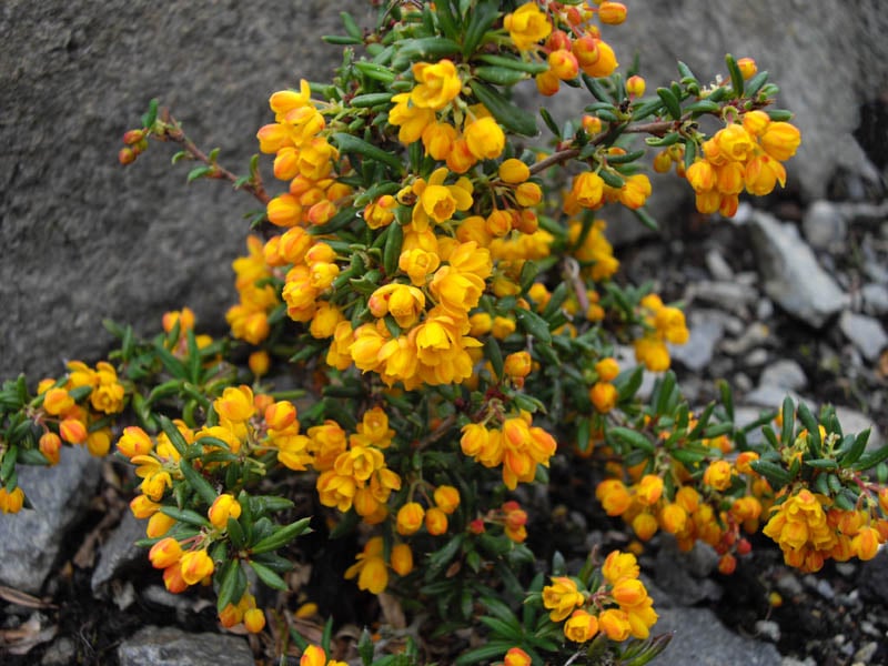 Berberis soulieana