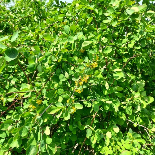 Berberis sphaerocarpa (Spherical fruited barberry) — photo