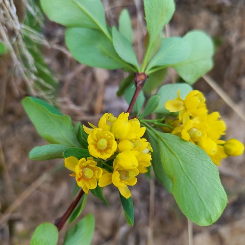 Berberis sphaerocarpa (Spherical fruited barberry) — photo