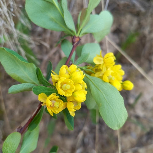 Berberis sphaerocarpa