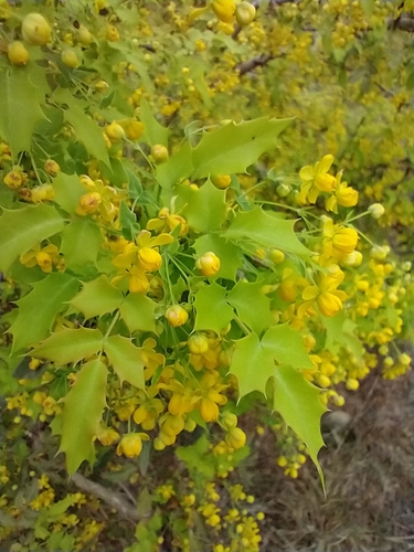 Berberis swaseyi (Texas barberry) — photo