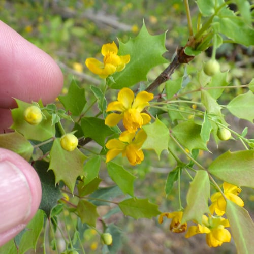 Berberis swaseyi (Texas barberry) — photo