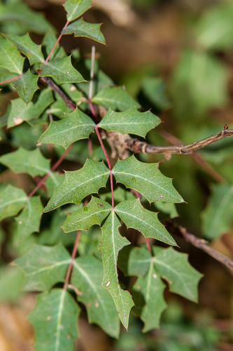 Berberis swaseyi