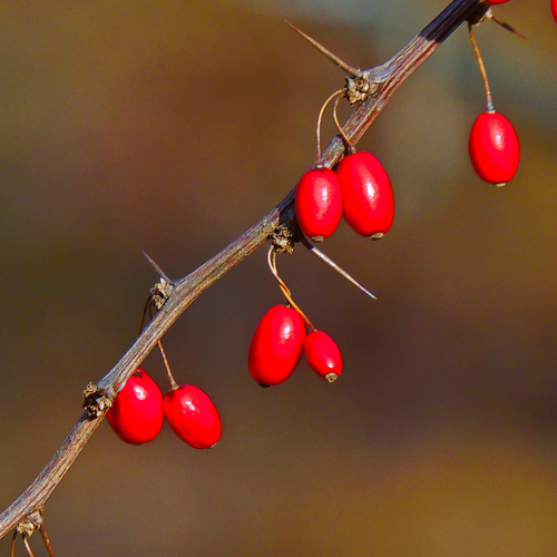 Berberis thunbergii (Japanese barberry) — photo