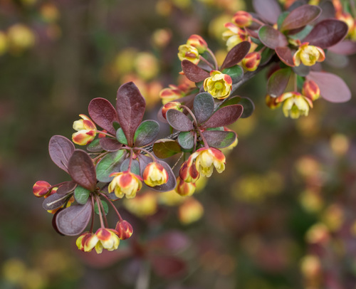 Berberis thunbergii (Japanese barberry) — photo
