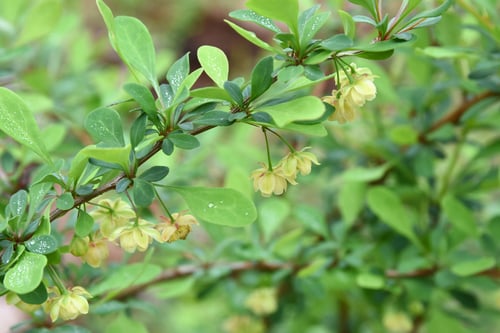 Berberis thunbergii