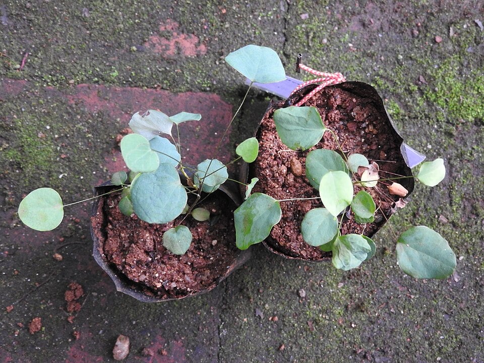 Berberis tinctoria