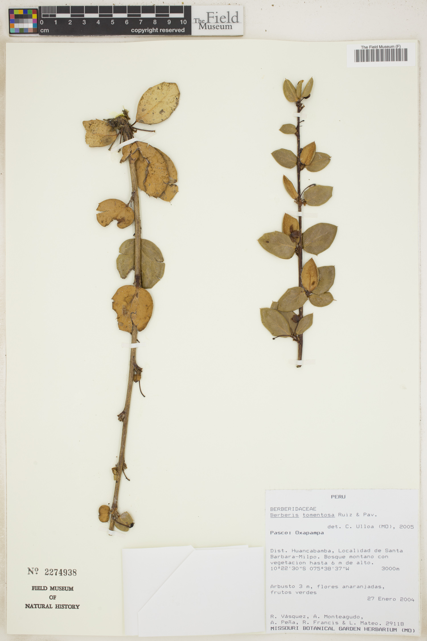 Berberis tomentosa (Hairy Barberry) — photo