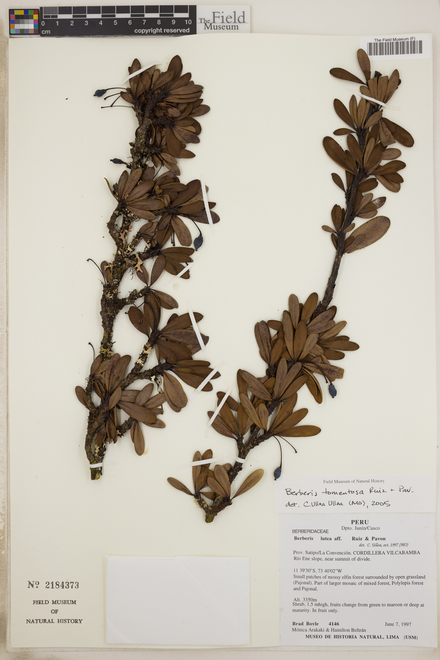 Berberis tomentosa (Hairy Barberry) — photo