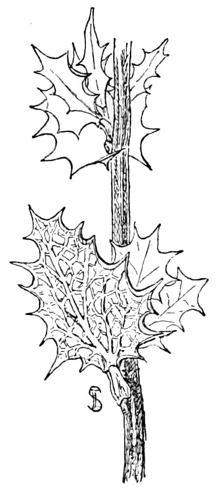Berberis tomentosa