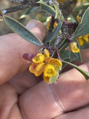 Berberis trifoliata (Algerita) — photo