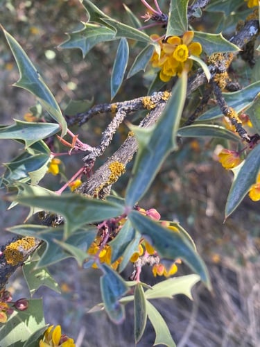 Berberis trifoliata (Algerita) — photo