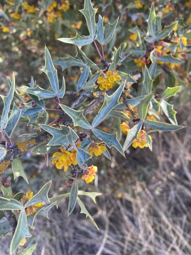 Berberis trifoliata