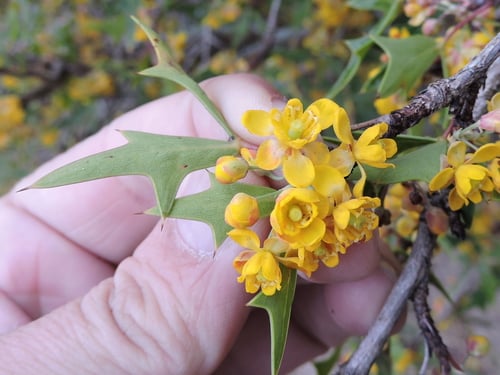 Berberis trifoliolata (Currant of Texas) — photo