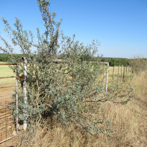 Berberis trifoliolata (Currant of Texas) — photo