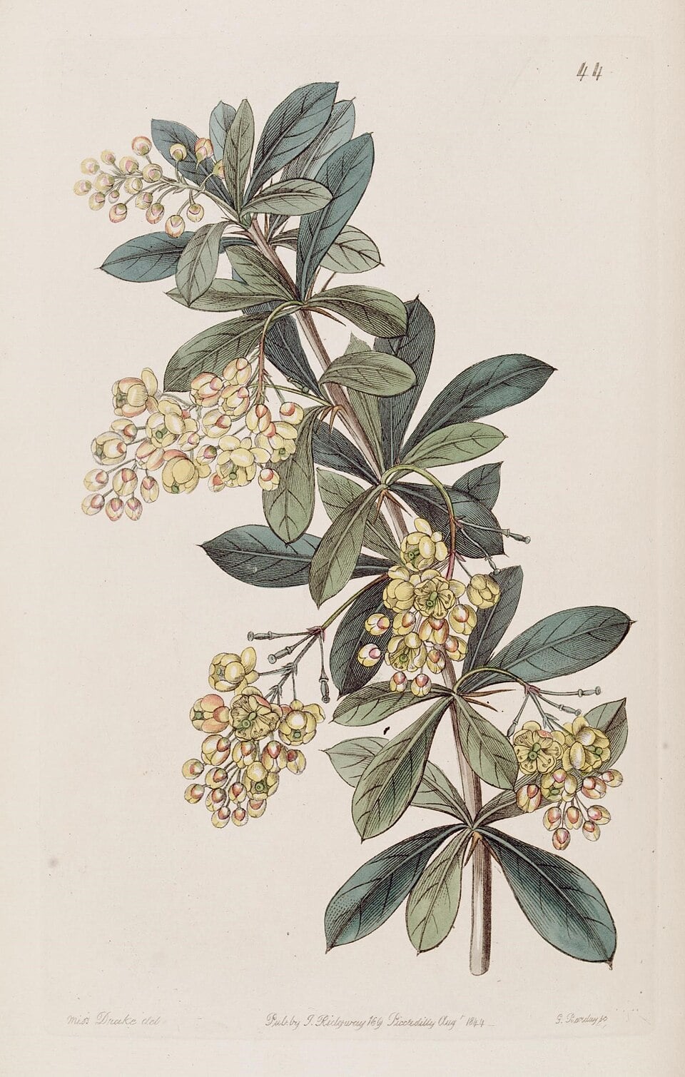 Berberis umbellata