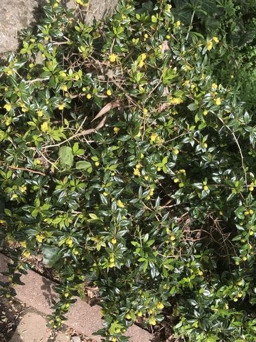 Berberis verruculosa (Warty barberry) — photo
