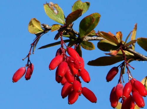 Berberis vulgaris (Common Barberry) — photo