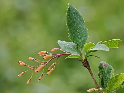 Berberis vulgaris (Common Barberry) — photo