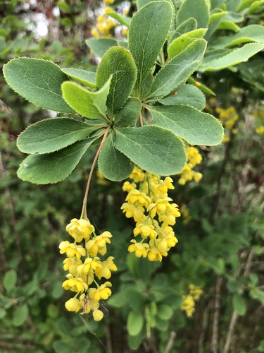 Berberis vulgaris (Common Barberry) — photo