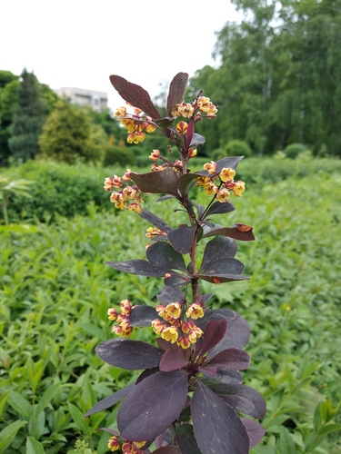Berberis x carminea