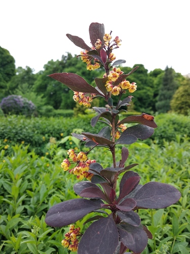 Berberis x lologensis — photo