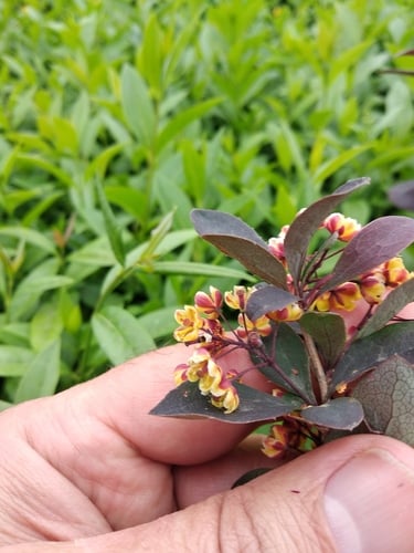 Berberis x lologensis — photo