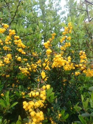 Berberis x stenophylla — photo
