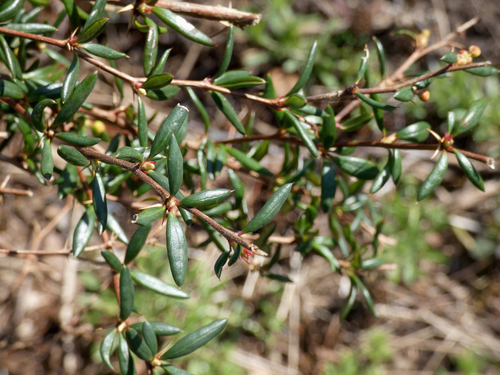 Berberis x stenophylla — photo