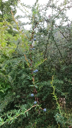 Berberis x stenophylla