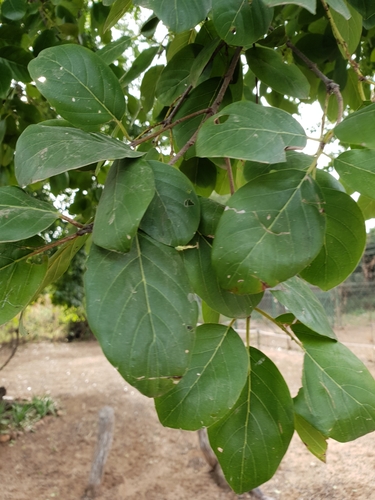 Berchemia discolor (Bird plum) — photo