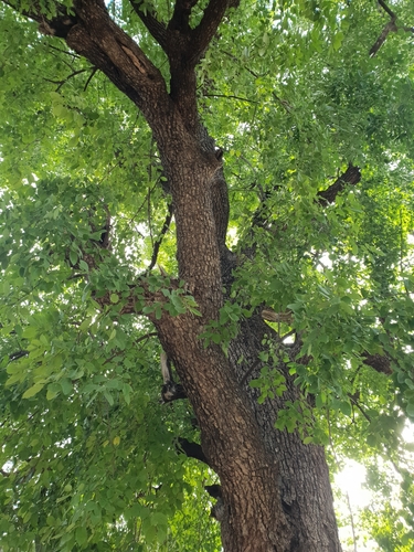 Berchemia discolor (Bird plum) — photo