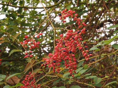 Berchemia floribunda