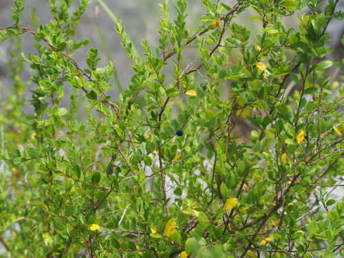 Berchemia lineata (Smooth supple-jack) — photo