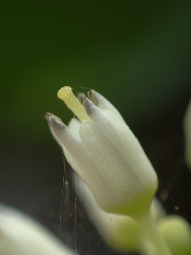Berchemia lineata (Smooth supple-jack) — photo