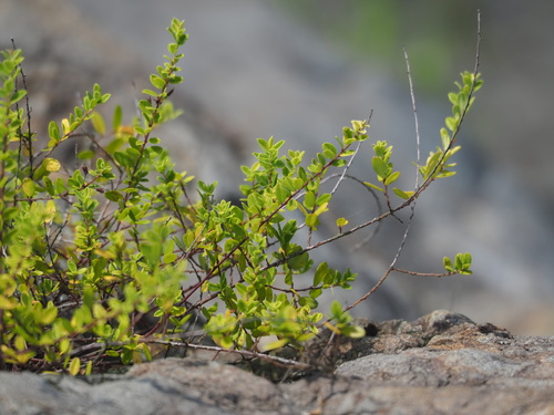 Berchemia lineata