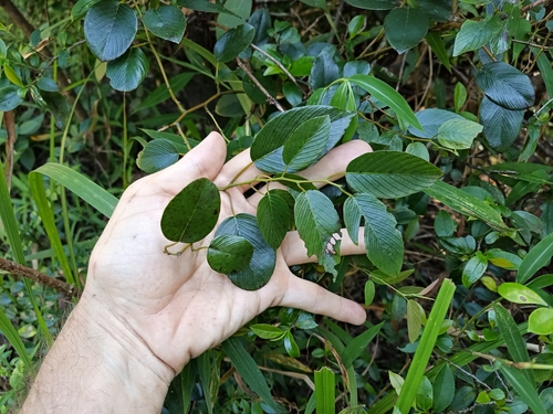 Berchemia racemosa