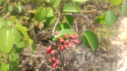 Berchemia sinica — photo