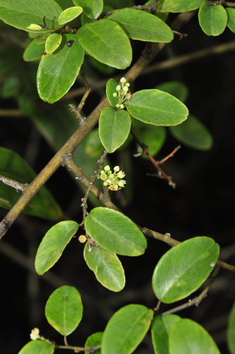 Berchemia sinica
